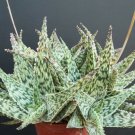 10 SEEDS Aloe DORAN BLACK Dorian Hybrid (Exotic color agave succulent rare seed) 10 SEEDS Aloe DORAN BLACK Dorian Hybrid (Exotic color agave succulent rare seed)