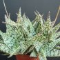 10 SEEDS Aloe DORAN BLACK Dorian Hybrid (Exotic color agave succulent rare seed)