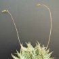 10 SEEDS Aloe DORAN BLACK Dorian Hybrid (Exotic color agave succulent rare seed)