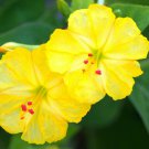 5 Seeds YELLOW Mirabilis Jalapa ("Four o'clock" fragrant flowering succulent seed) 5 Seeds YELLOW Mirabilis Jalapa ("Four o'clock" fragrant flowering succulent seed)
