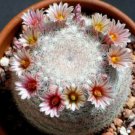 50 SEEDS Mammillaria Candida (Exotic clustering clusterrare cactus cacti seed)