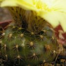 15 SEEDS Frailea Pygmaea (Exotic cacti rare cactus seed)