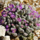 50 SEEDS Gibbaeum Pubescens Living Stones (Exotic rare mesembs rock cactus seed)