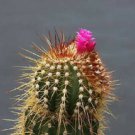 30 SEEDS Coleocephalocereus purpureus (Rare columnar cacti exotic cactus seed)