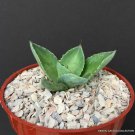 4" Plant AGAVE KISSHO KHAN potatorum (Rare exotic succulent cactus cacti garden)