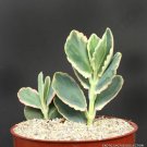 4" Pot Kalanchoe Fedtschenkoi Aurora Borealis (Variegated rare color plant exotic)