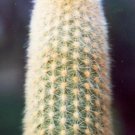 20 SEEDS Haageocereus Cantaensis (Rare cereus columnar cactus exotic cacti seed)