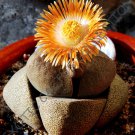20 SEEDS RARE PLEIOSPILOS NELII (Succulent mesembs rock living stones cactus seed)