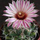 15 SEEDS Coryphantha Elephantidens Rare Cactus