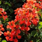 25 Seeds Bauhinia Galpinii Rare RED ORCHID TREE (Exotic flower bonsai plant seed) 25 Seeds Bauhinia Galpinii Rare RED ORCHID TREE (Exotic flower bonsai plant seed)