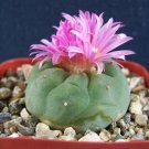 50 SEEDS Matucana Pink (Exotic rare cactus cacti seed)