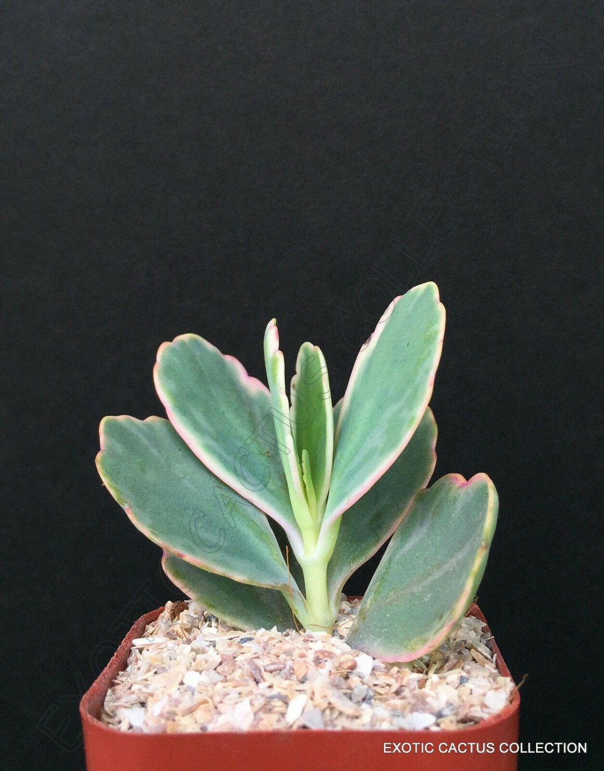 2" Pot Kalanchoe fedtschenkoi Aurora Borealis (Variegated rare color plant exotic)
