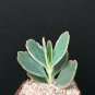 2" Pot Kalanchoe fedtschenkoi Aurora Borealis (Variegated rare color plant exotic)