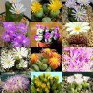15 SEEDS FLOWERING CONOPHYTUM MIX (Rare succulent cactus living stones rocks seed)