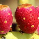 50 SEEDS RARE NOPAL RED FRUIT Nopalina Nopalea (Edible cactus sweet juice seed)