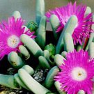100 SEEDS Argyroderma Fissum (Rare mesem cactus seed)