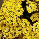 100 SEEDS Kalanchoe Blossfeldiana Yellow Flower (Rare mesembs succulents seed)