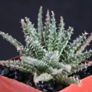 2" Pot Aloe Haworthioides (Exotic madagascar rare succulent cacti bonsai caudex plant)
