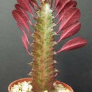 4" Pot EUPHORBIA TRIGONA RUBRA African Milk Tree Rare Cactus Plant Exotic Succulent