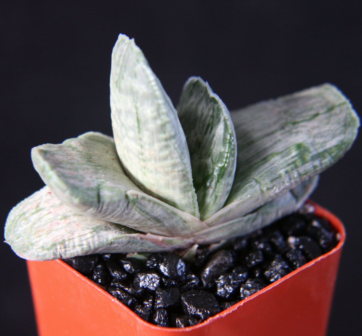 2" Pot GASTERIA Sakura Fuji VARIEGATED (Exotic rare succulent haworthia plant)