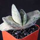 2" Pot GASTERIA Sakura Fuji VARIEGATED (Exotic rare succulent haworthia plant)
