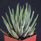 2" Pot Haworthia Attenuata Zebra Zebrina (Exotic rare succulent cactusplant cacti) 2" Pot Haworthia Attenuata Zebra Zebrina (Exotic rare succulent cactusplant cacti)