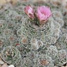 100 SEEDS Gymnocalycium Bruchi (Exotic rare cactus cacti bonsai item seed cacti)