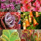 100 Seeds KALANCHOE Variety Mix (Rare plant exotic succulent seed flowering pot)