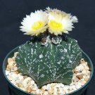 20 SEEDS Astrophytum Myriostigma HAKUN (Rare cacti exotic japan cactus seed) 20 SEEDS Astrophytum Myriostigma HAKUN (Rare cacti exotic japan cactus seed)
