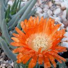 20 SEEDS Cephalophyllum Alstonii (Rare mesembs exotic living stones rock seed)