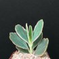 2" Pot Kalanchoe fedtschenkoi Aurora Borealis (Variegated rare color plant exoticP
