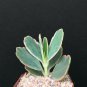2" Pot Kalanchoe fedtschenkoi Aurora Borealis (Variegated rare color plant exoticP