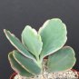 2" Pot Kalanchoe fedtschenkoi Aurora Borealis (Variegated rare color plant exoticP