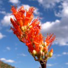 25 SEEDS Fouquieria Splendens Ocotillo Candlewood (Rare succulent seed madagascar)