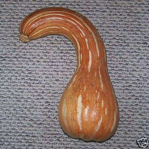 20 Seeds Pumpkin Seed Long Neck Calabaza Cuello Largo