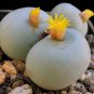 50 SEEDS Conophytum Calculus (Exotic cactus rare living stones mesemb cacti seed)