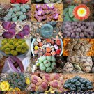 50 SEEDS STONE PLANTS MIX (Lithops mesembs succulent rocks living stones seed) 50 SEEDS STONE PLANTS MIX (Lithops mesembs succulent rocks living stones seed)