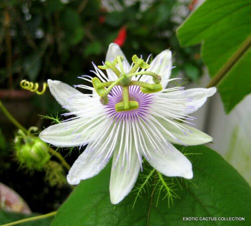 10 SEEDS PASSIFLORA FOETIDA (Stinking passionflower passionfruit flowering seed)