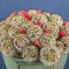 50 SEEDS Mammillaria Prolifera (Exotic caribean native cacti rare cactus seed) 50 SEEDS Mammillaria Prolifera (Exotic caribean native cacti rare cactus seed)