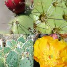20 SEEDS Opuntia Littoralis (Edible sprawling cactus coastal pricklypear seed)