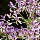 15 SEEDS WHITE CEDAR Melia azedarach Wood MAHOGANY CHINABERRY Lilac Bonsai TREE