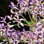 15 SEEDS WHITE CEDAR Melia azedarach Wood MAHOGANY CHINABERRY Lilac Bonsai TREE