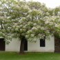 15 SEEDS WHITE CEDAR Melia azedarach Wood MAHOGANY CHINABERRY Lilac Bonsai TREE