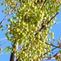 15 SEEDS WHITE CEDAR Melia azedarach Wood MAHOGANY CHINABERRY Lilac Bonsai TREE