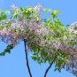 15 SEEDS WHITE CEDAR Melia azedarach Wood MAHOGANY CHINABERRY Lilac Bonsai TREE