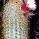 100 SEEDS Austrocephalocereus Purpureus (Rare Micranthocereus exotic cactus seed)