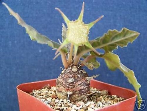 2" Pot Dorstenia Crispa (Exotic caudex bonsai rare succulent plant cactus mini cacti)