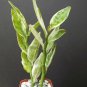 2" Plant PEDILANTHUS TITHYMALOIDES WHITE VARIEGATED (Exotic devil back bone rare)
