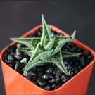 2" Plant  Aloe Descoingsii (Exotic madagascar rare succulent cacti bonsai caudex)