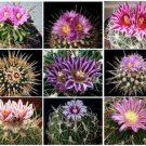 15 SEEDS ECHINOFOSULOCACTUS MIXED VARIETY Mix (Stenocactus brain cactus rare seed)